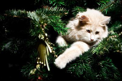 Прикрепленное изображение: leva_kitty_at_the_new_year_tree_2009-49.jpg